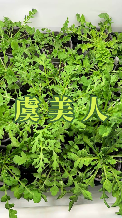 虞美人怎么种植方法