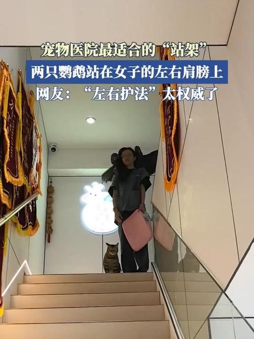 一个站架站两只鹦鹉