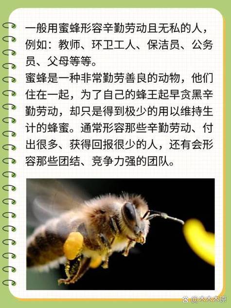 蜂付app