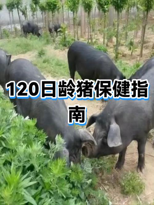 猪突然嗷嗷叫唤啥病