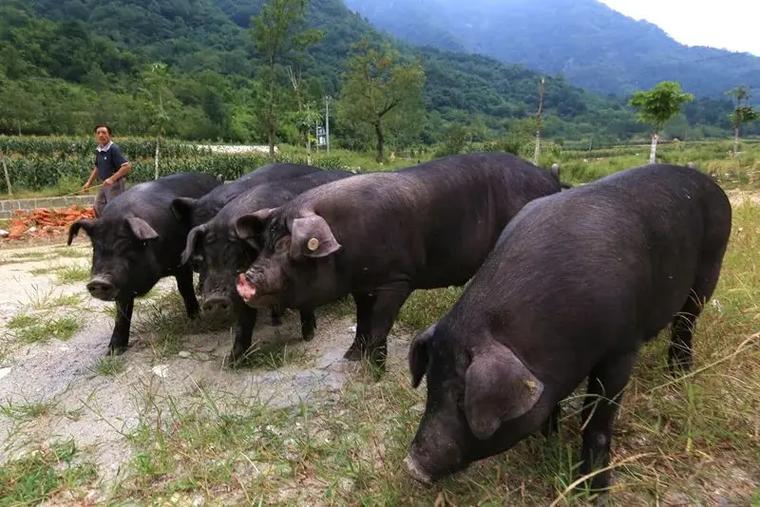 国家养猪农村散养可不可以养