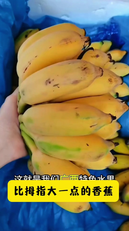 小米蕉被九尾狐咬了