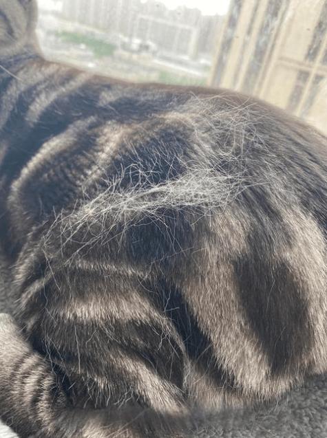 美短猫掉毛最好的解决办法