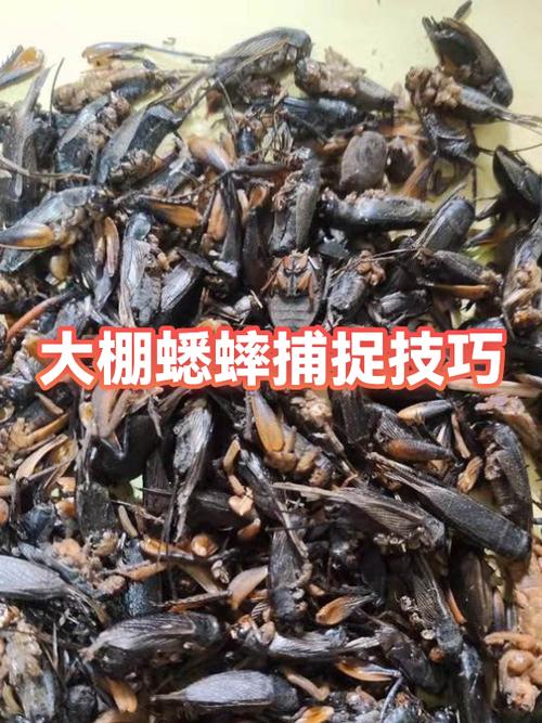 捕捉蟋蟀的六种方法截图