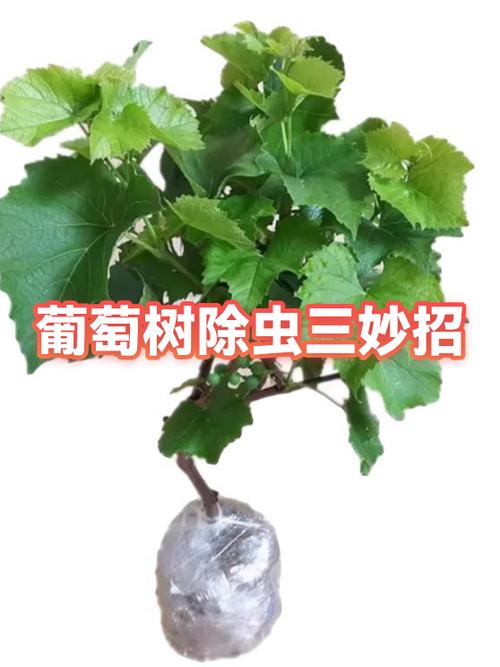树怎么能快速消灭