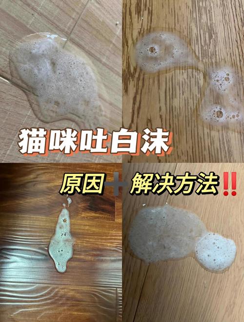 猫咪口吐白沫怎么办趴着不动没精神