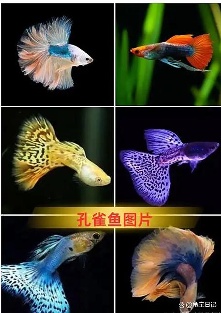 如何让孔雀鱼颜色鲜艳截图