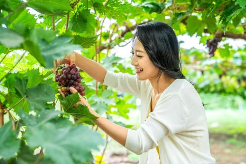 葡萄美女
