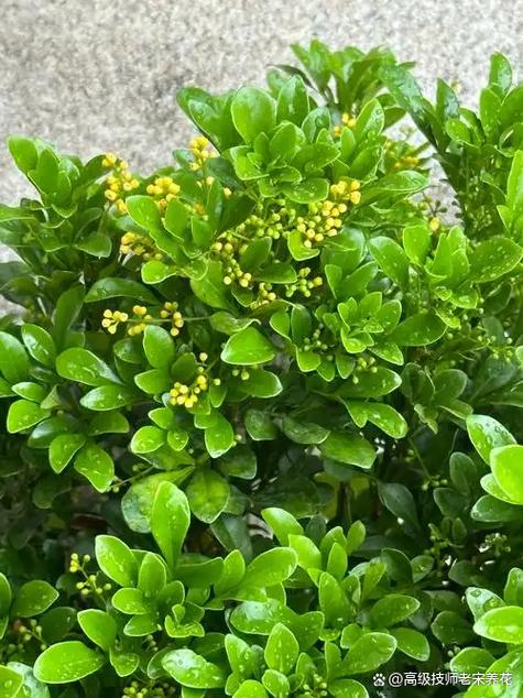 为啥家里不能养米兰花