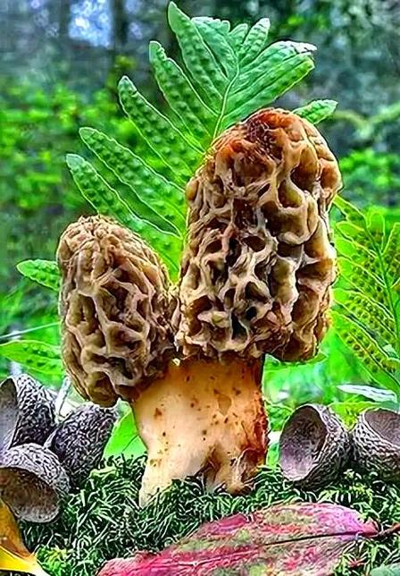 奇葩的蘑菇