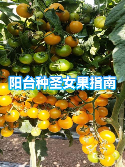 圣女果怎么选