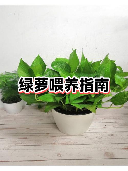 绿萝盆栽养殖方法图标
