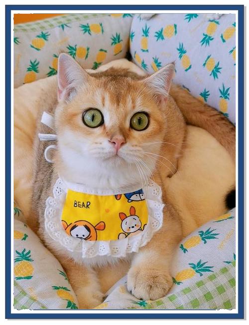 金渐层怎么选
