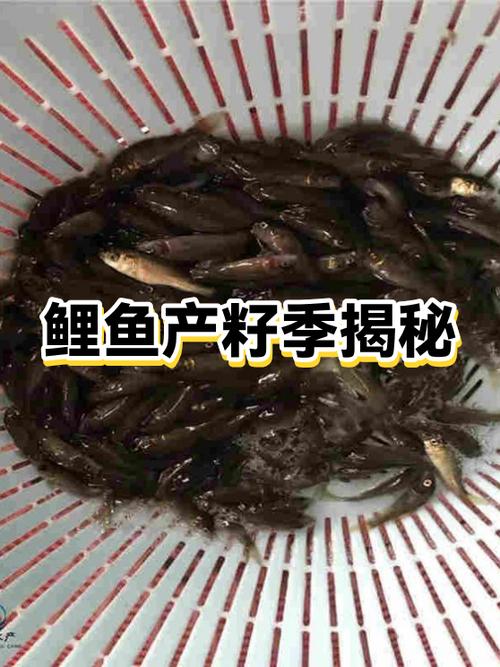 鲤鱼为啥有的有籽有的没籽