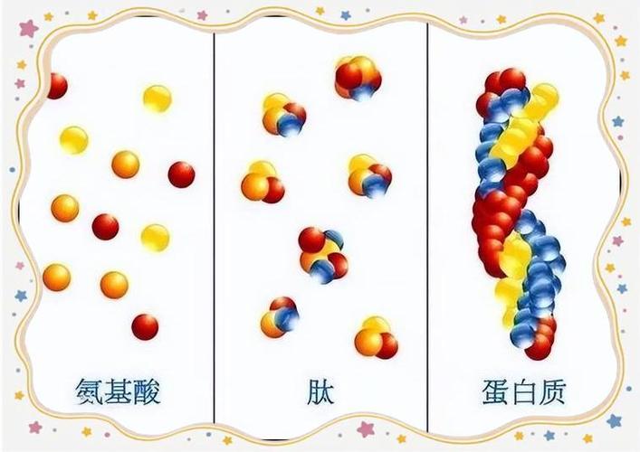 神奇的肽截图