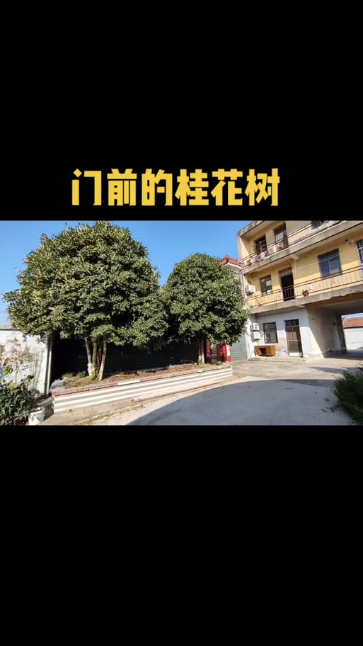 大门左右种桂花树好吗