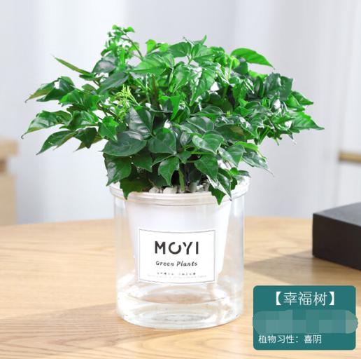 幸福树的养殖方法大全截图