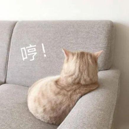 表情包 哼截图