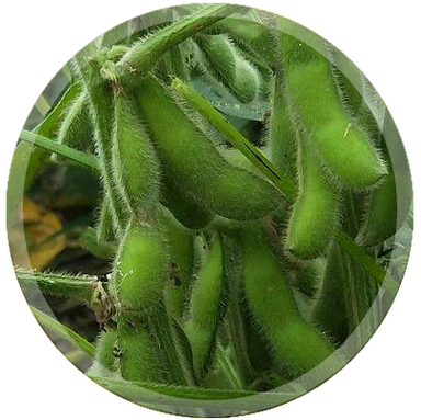 运豆101