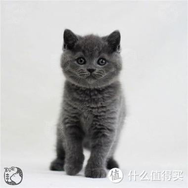 英短蓝猫繁殖赚钱经验