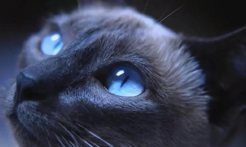 蓝猫眼睛越黄越纯吗