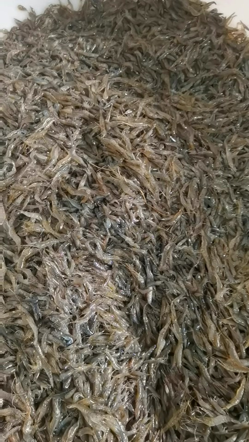 钓河虾用什么诱饵最好