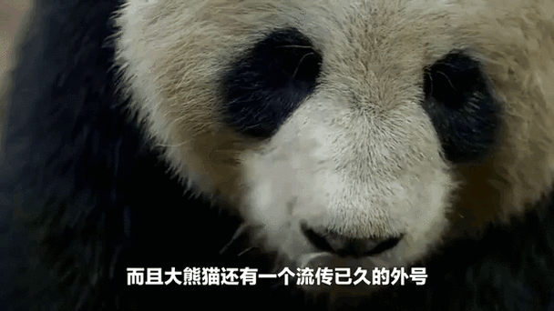 大熊猫的天敌是谁?图标