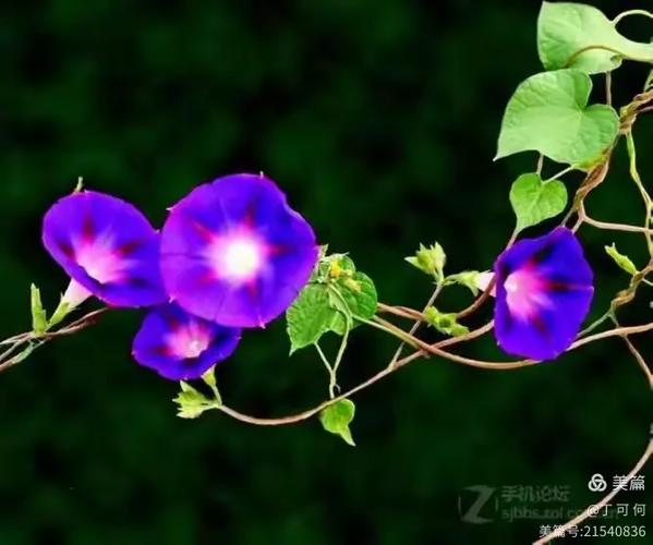 牵牛花下载安装缩略图