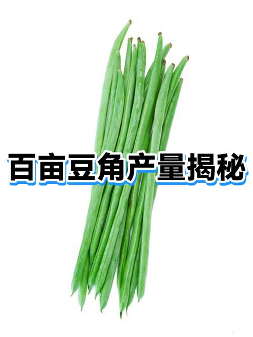 30亩豆角产量