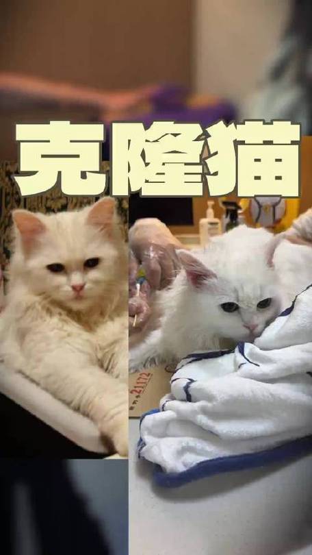 克隆猫多少钱一只截图