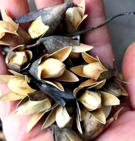 香椿子的十大功效