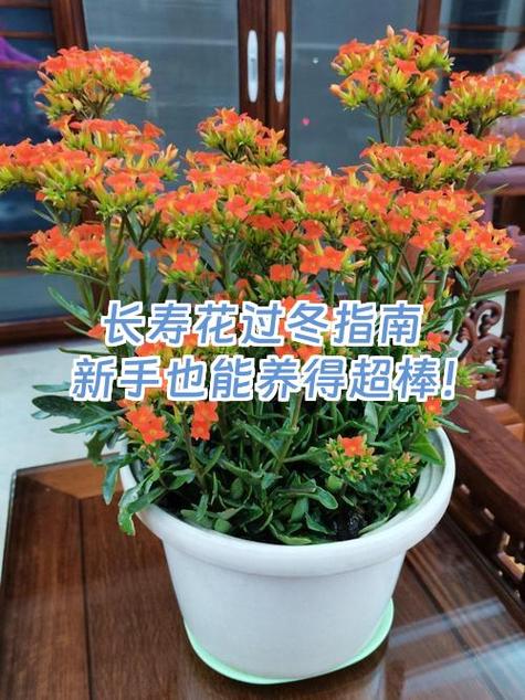 长寿花的养护方法及注意事项截图