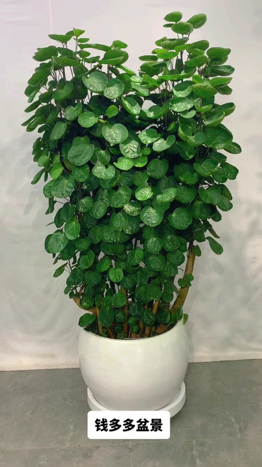 钱多多是什么植物