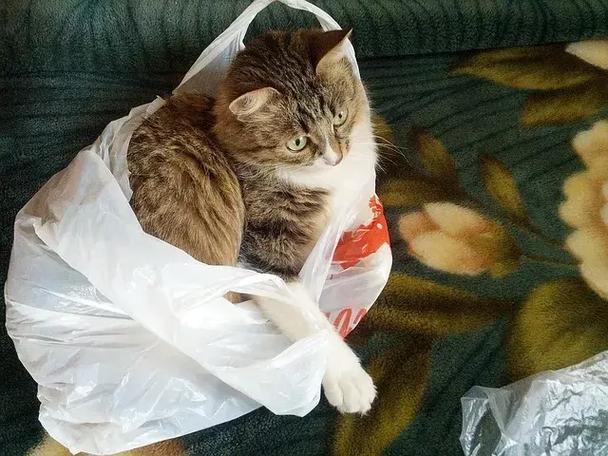 布偶猫可以吃米饭吗