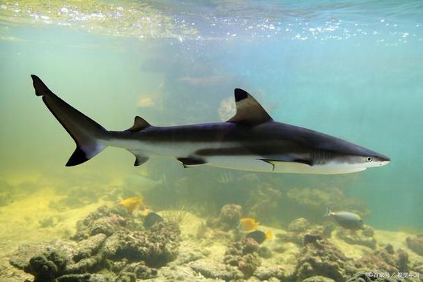 养小鲨鱼注意什么条件