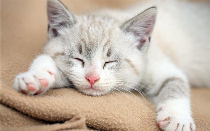 激萌猫咪桌面动物