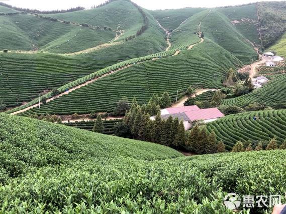 茶园转让出租信息图标