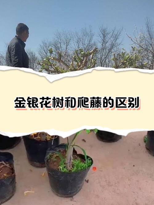 金银花树和藤的区别