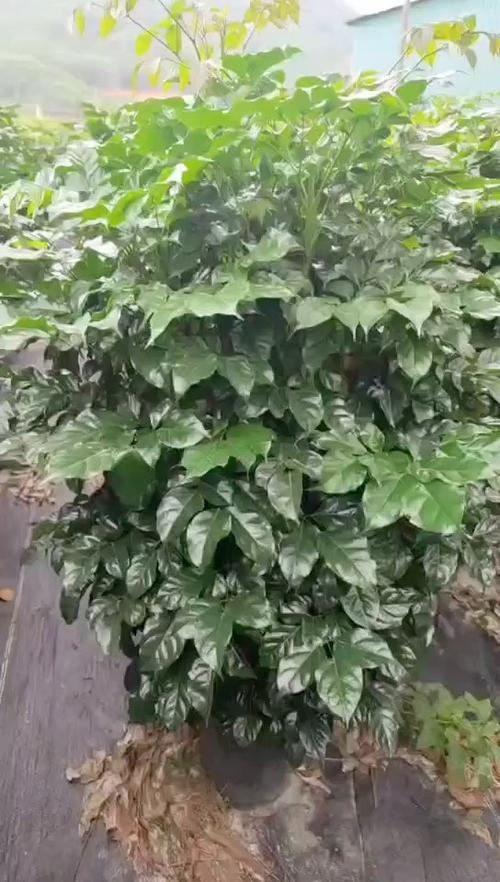 绿宝树