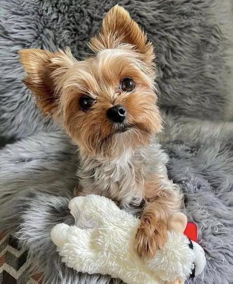 冷门犬种