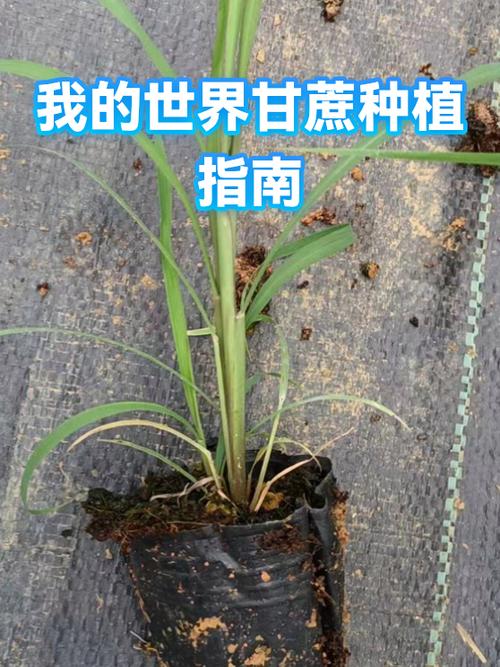 我的世界甘蔗能种吗缩略图
