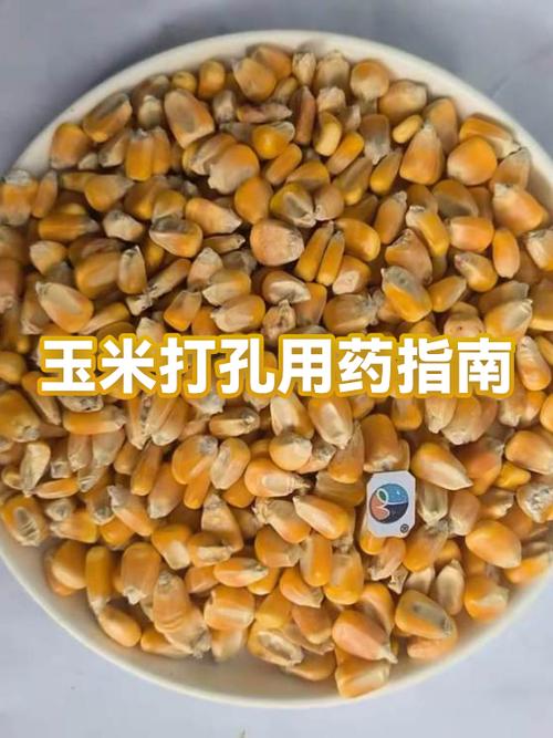 玉米为什么有孔图标