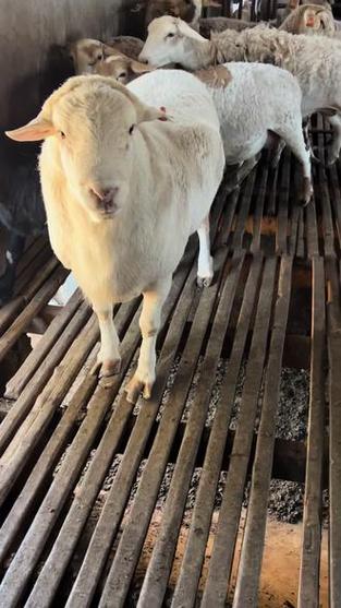 薅羊毛全自动脚本缩略图