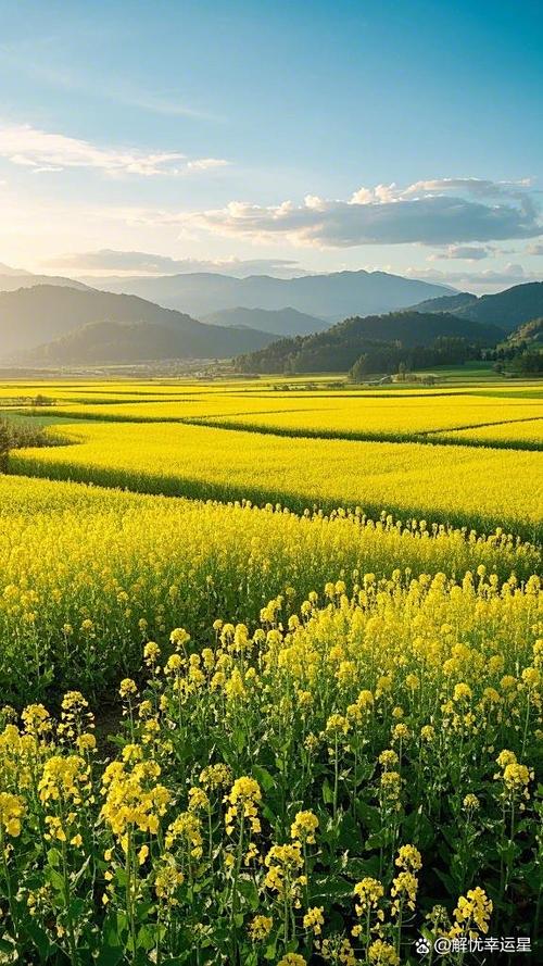 农村的田野缩略图