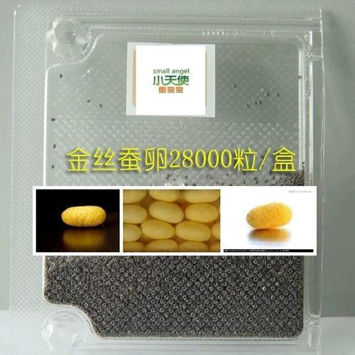 金丝蚕多少元一只