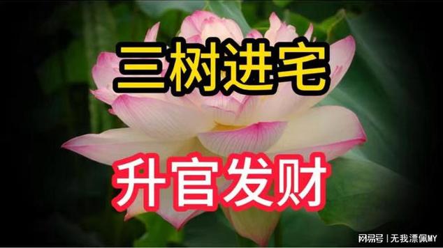 红枫树进宅必有一祸