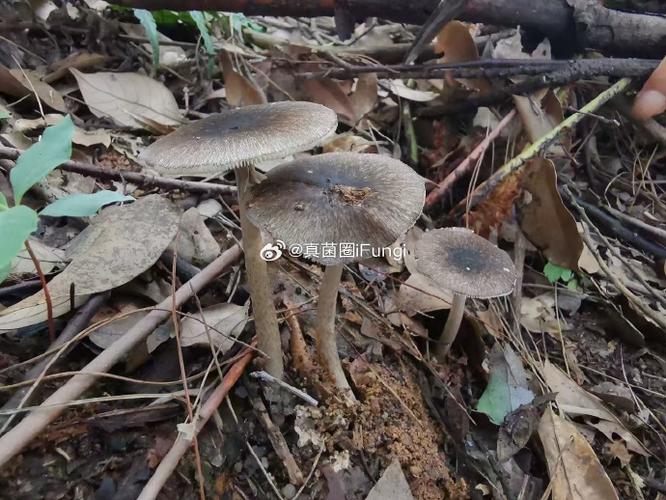 暗黑三毒蘑菇在哪