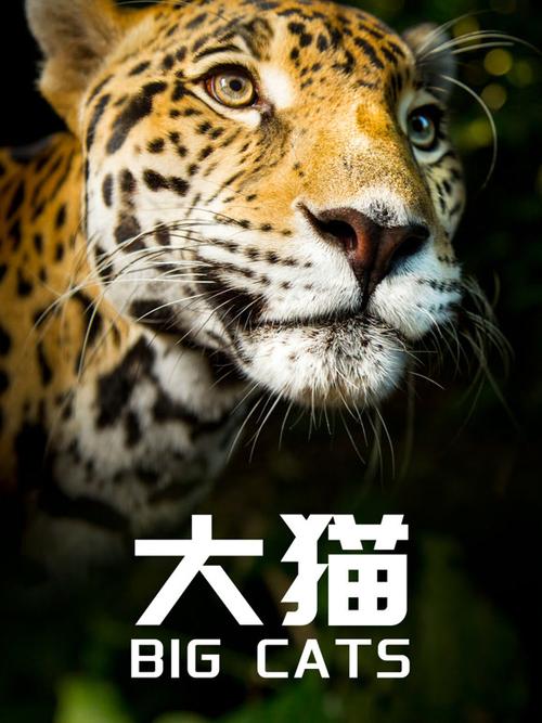 就找大猫电影网