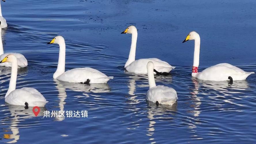 天外飞仙打一最佳动物