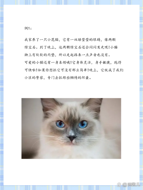 可爱的小花猫作文